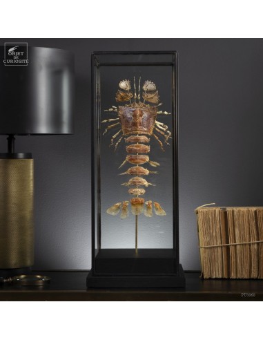 Fragmented slipper lobster under...