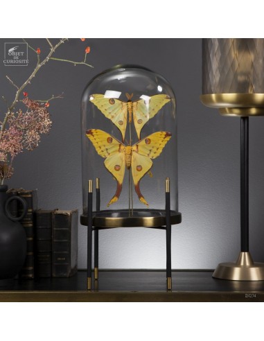 Couple of Comet from Madagascar under...