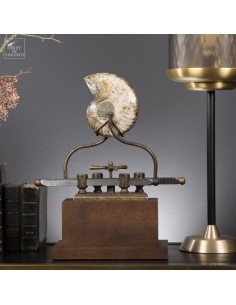 Ammonite sur machine...