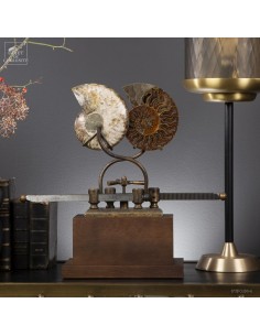 Ammonite sur machine... 2