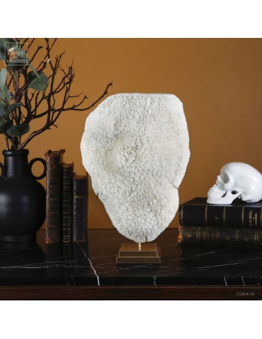 Corail blanc Bowl  HALOMITRA PILEUS
