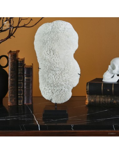 Wihite bowl coral - HALOMITRA PILEUS-...
