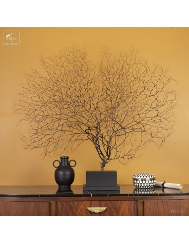 Black sea fan on rectangular base