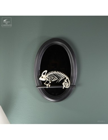 Miroir noir et  squelette de Caméléon