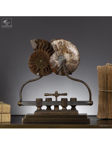 Ammonite sur machine coulissante,...