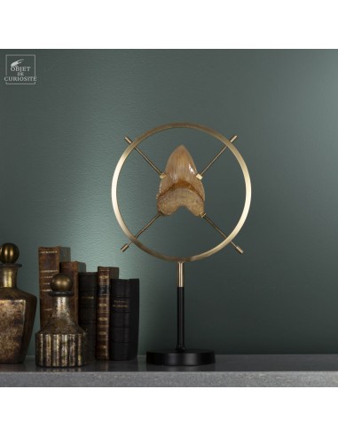 Dent de mégalodon dans support vertical