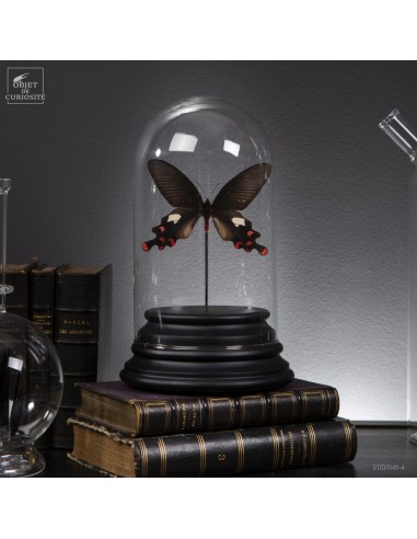 Papillon Atrophaneura sous globe