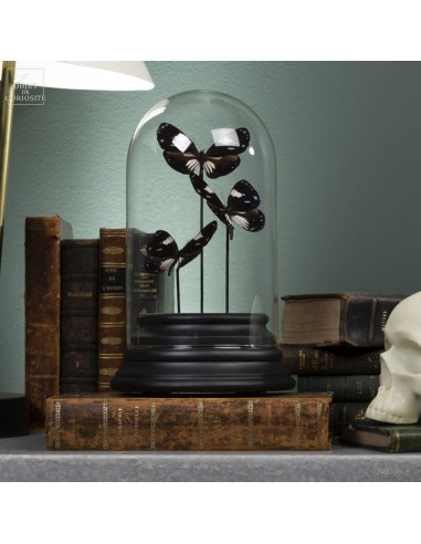 3 black and blue butterflies from...