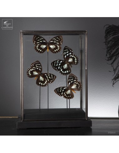 4 black and green Euxanthe butteflies