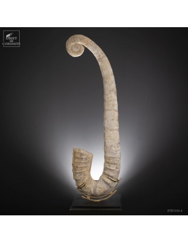 uncoiled giant ammonite