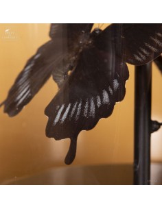 Lampe avec 5 papillons... 2