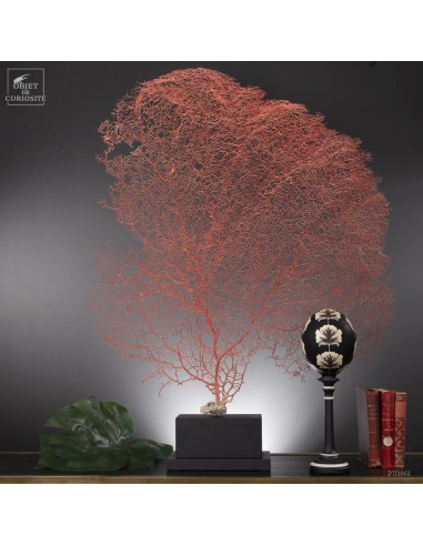 Gorgone rouge vif  sur base bois