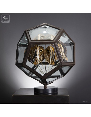 9 CALIGO ATREUS butterflies in a diamond