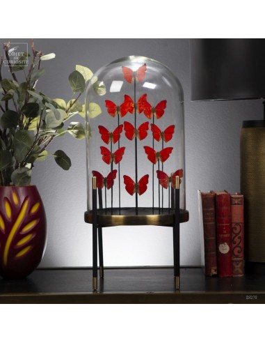 12 CYMOTHOE SANGARIS Butterflies–...