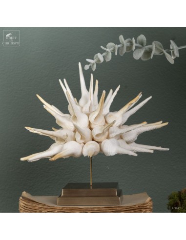 Fusinus sea shells on brass base...