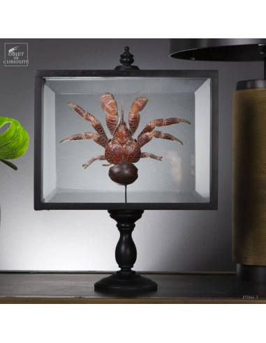 Coconut crab in glass box