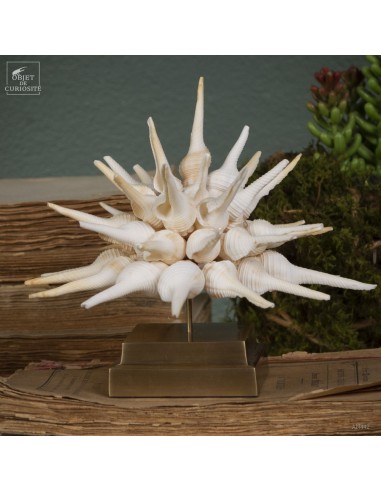 Fusinus sea shells on brass base (XS)