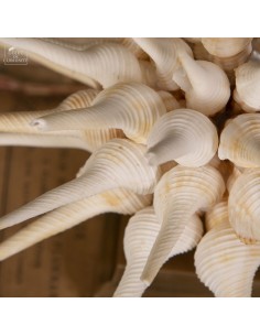 Fusinus sea shells on brass... 2