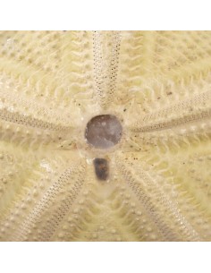 Green sea urchin... 2