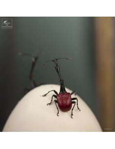 Oeuf de pigeon surmonté de... 2