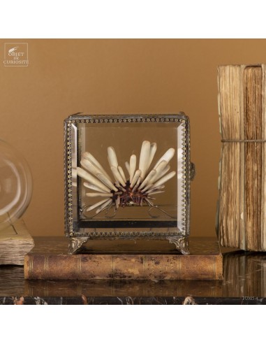Pen urchin in square glass box