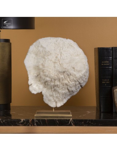 White coral Bowl  HALOMITRA PILEUS...