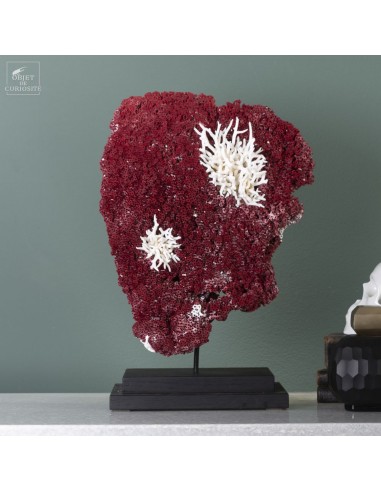 Corail rouge TUBIPORA MUSICA avec...