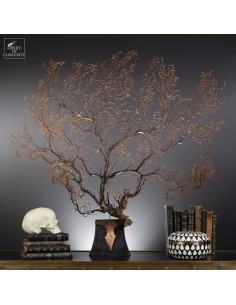 Gorgone noire à épines,...