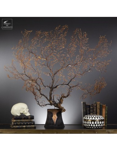 Spicky black sea fan