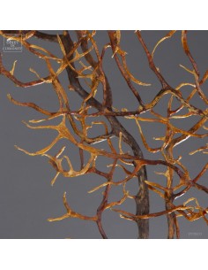 Gorgone noire à épines,... 2