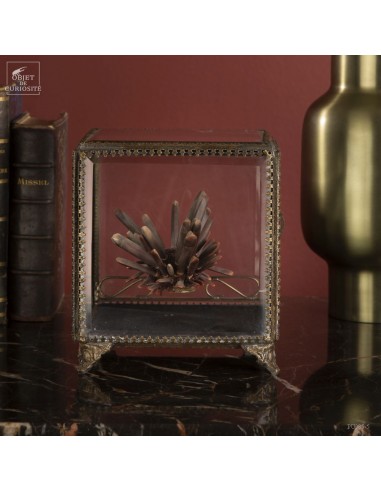 Oursin crayon dans boite carrée en verre