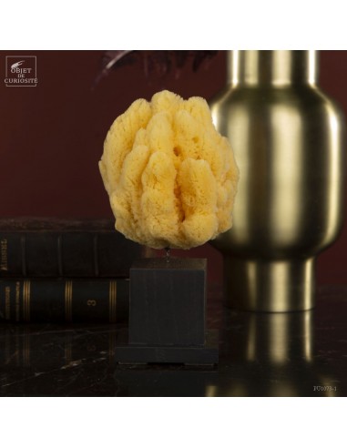 Hardhead sponge on black base