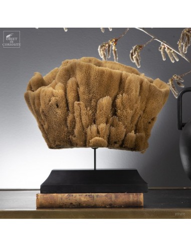 Eponge Anclotea sur base bois noir