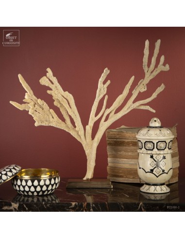 White sponge from Florida