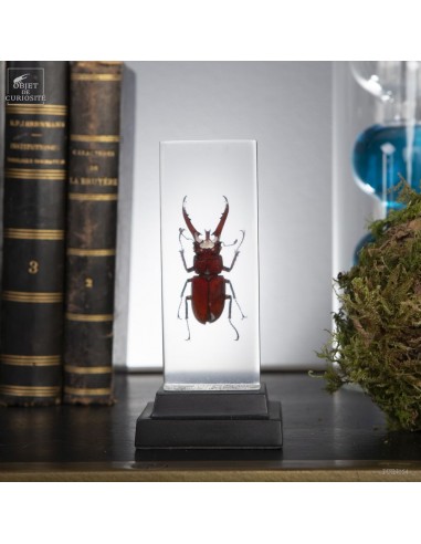 Chinese stag beetle in resin
