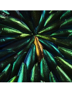 Oval frame of Elytra of... 2