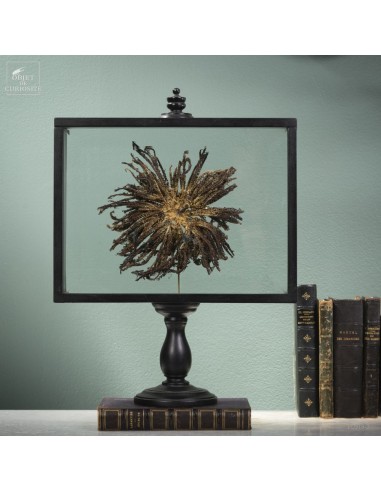 Etoile de mer plume dans boite sur pied