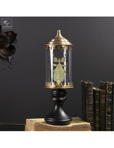 Phasme -Phyllium celebicum- dans... Phasme -Phyllium celebicum- dans...