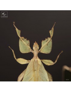 Stick insect (Phyllium... 2