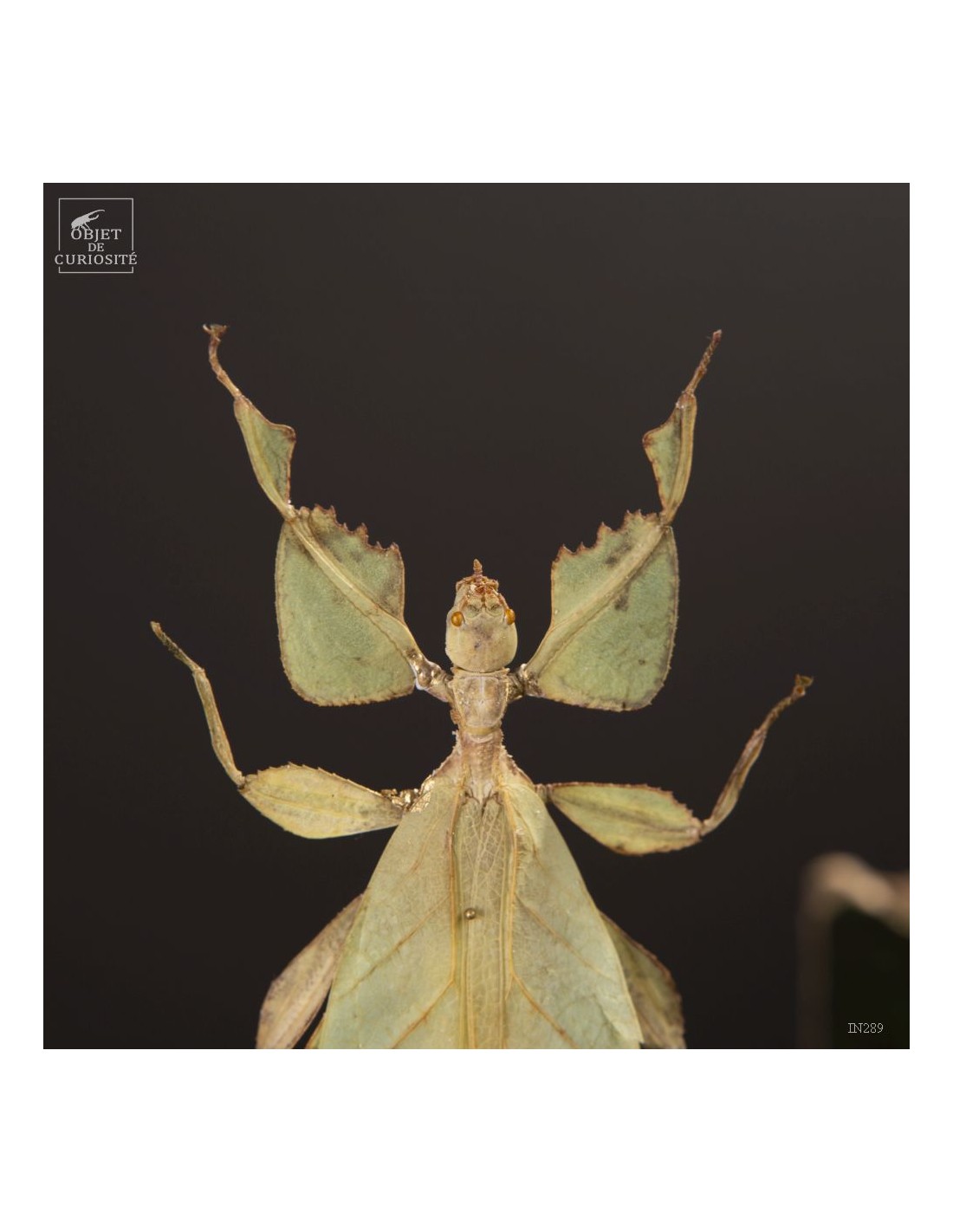 Phasme -Phyllium celebicum- dans... Phasme -Phyllium celebicum- dans...