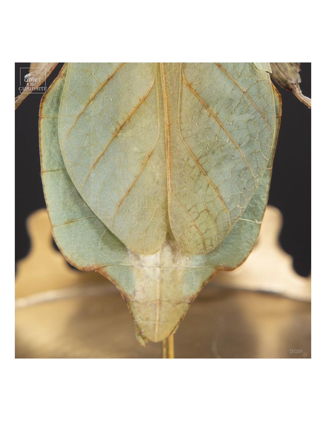 Phasme -Phyllium celebicum- dans... Phasme -Phyllium celebicum- dans...