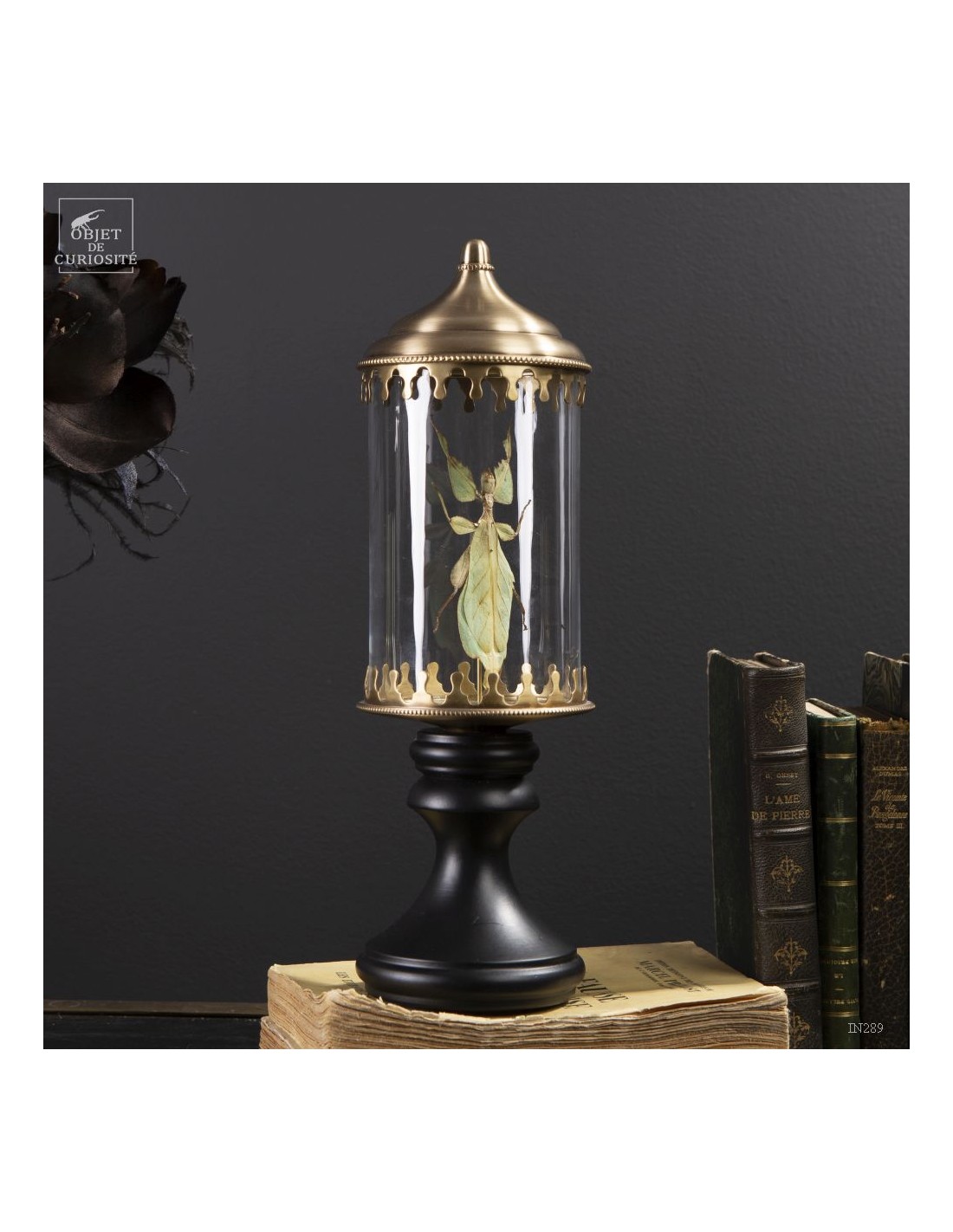 Phasme -Phyllium celebicum- dans... Phasme -Phyllium celebicum- dans...