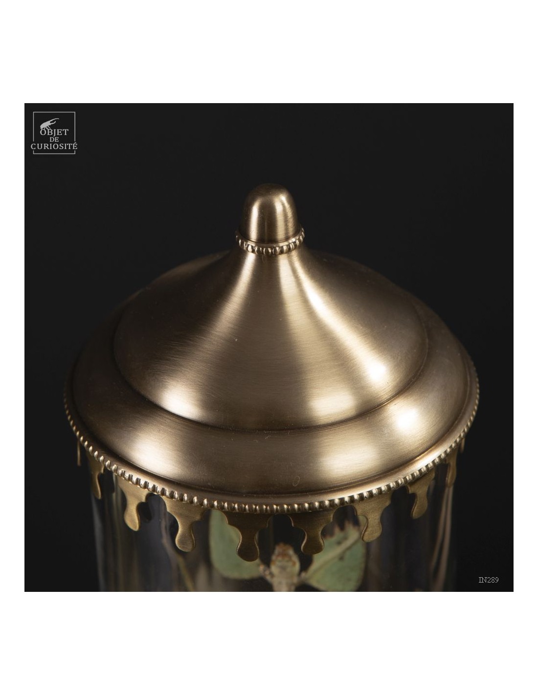 Phasme -Phyllium celebicum- dans... Phasme -Phyllium celebicum- dans...