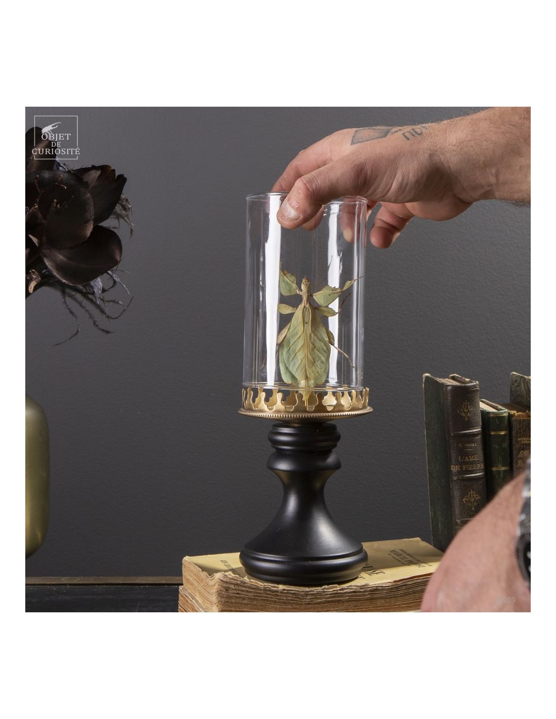 Phasme -Phyllium celebicum- dans... Phasme -Phyllium celebicum- dans...