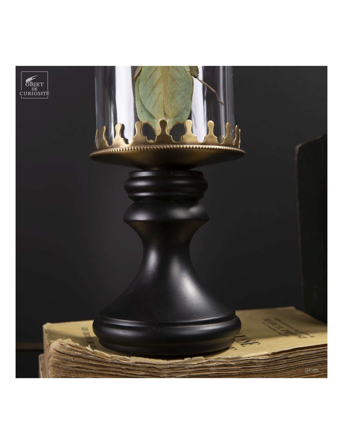 Phasme -Phyllium celebicum- dans... Phasme -Phyllium celebicum- dans...