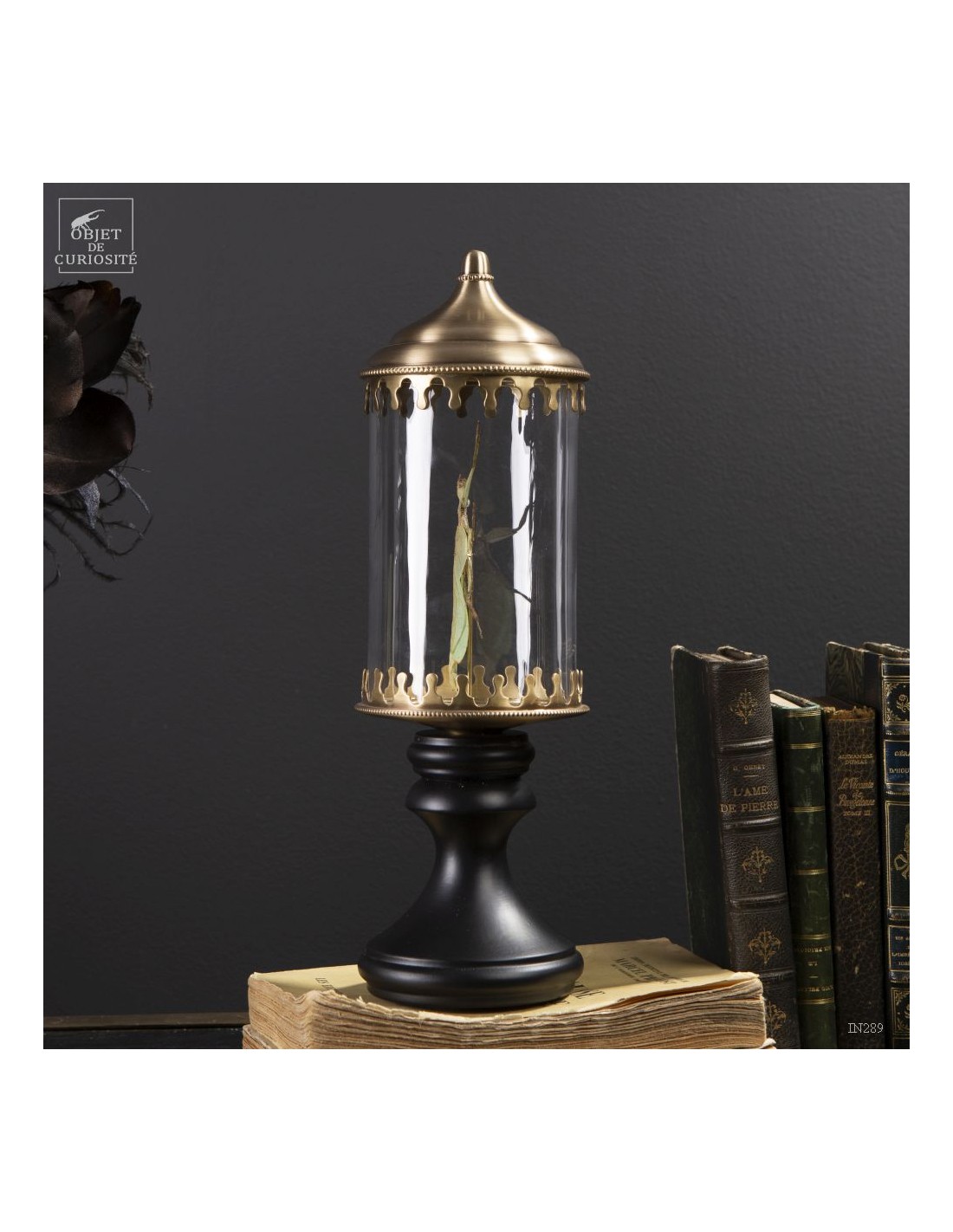 Phasme -Phyllium celebicum- dans... Phasme -Phyllium celebicum- dans...