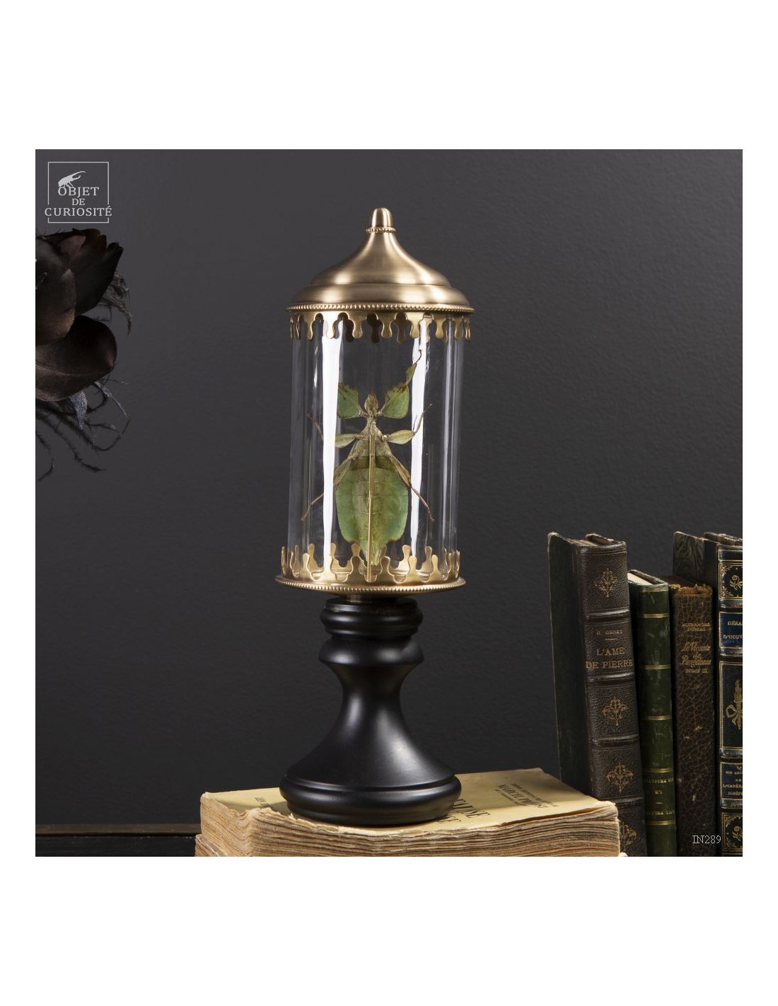 Phasme -Phyllium celebicum- dans... Phasme -Phyllium celebicum- dans...