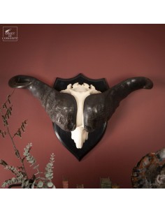 Enormous Cape Buffalo skull
