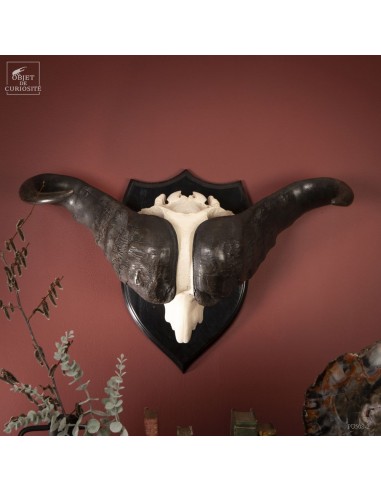 Massacre de buffle de Cafrerie...