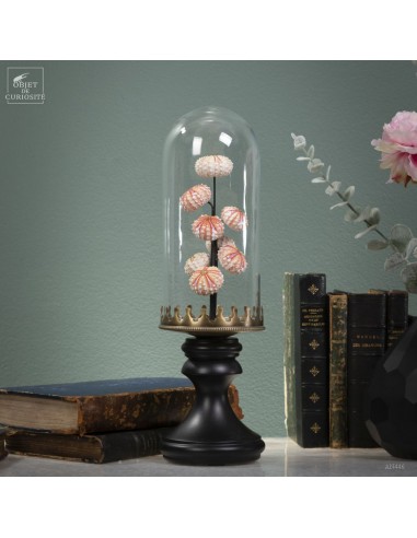 Sea urchin tests COELOPLEURUS... Sea urchin tests COELOPLEURUS...